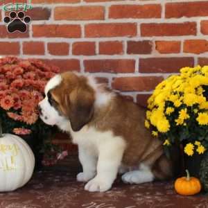 Jackson, Saint Bernard Puppy